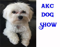 AKC Lagniappe Classic Dog Show